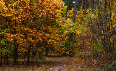 A walk in the autumn forest. Traveling along forest trails.