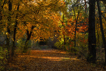 Obraz premium A walk in the autumn forest. Traveling along forest trails.