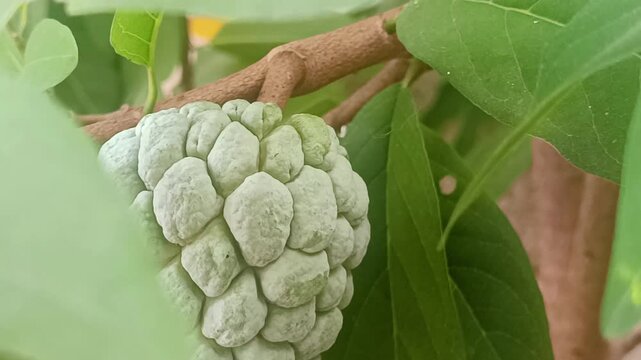 Footage 4K Close-up of a Green Sugar Apple Fruit on Branch with Fresh Foliage in Natural Light