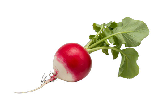 Fresh radish with green leaves on black background