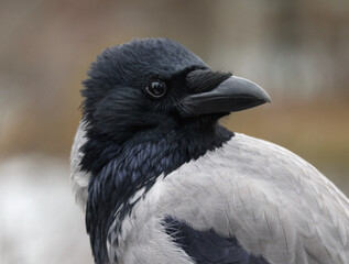 Naklejka premium Hooded crow also called hoodie against urban environment background with space for your text. Shallow depth, selective focus.
