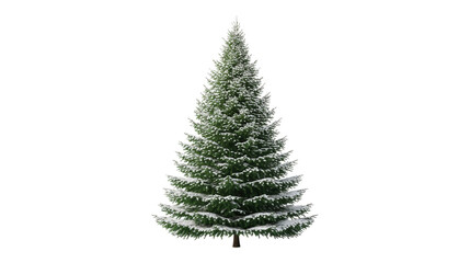 Fototapeta premium Snowy Evergreen Tree isolated on a transparent background