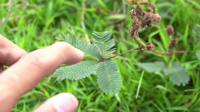 Finger Touching Mimosa Pudica Plant to Trigger Leaf Folding