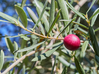 Olives on a tree. Olea europaea