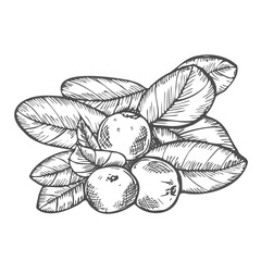 Cranberry vector ink hand drawn. Isolated botanical illustration
