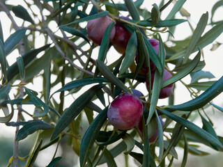 Olives on a tree. Olea europaea