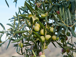 Olives on a tree. Olea europaea