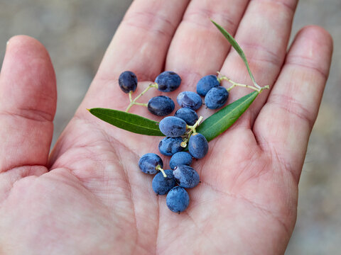 Olives on a tree. Olea europaea