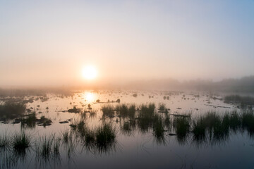 A sunrise over a lake with reed in the front in the Netherlands. The sky is orange and the sun is rising in the middle of the photo.