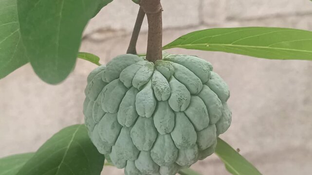 Footage 4K Delicious Annona squamosa, also known as Sugar Apple, hanging on a branch surrounded by vibrant green leaves, poised for harvest.