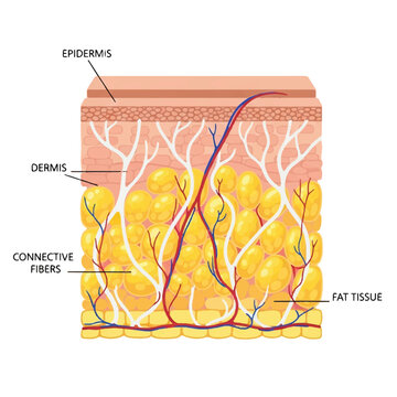Human skin fat tissue anatomy is detailed in this flat 2D educational vector illustration, clearly showing the structure of adipose cells and strong connective collagen fibers isolated on white.