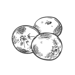 Cranberry Vector Outline Icon Isolated On White Background