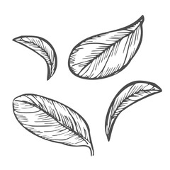 Simple sketch leaves line art hand drawn illustration