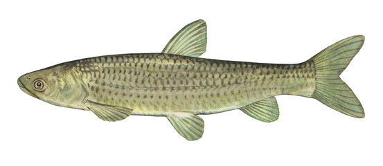 Obraz premium ソウギョのイラスト