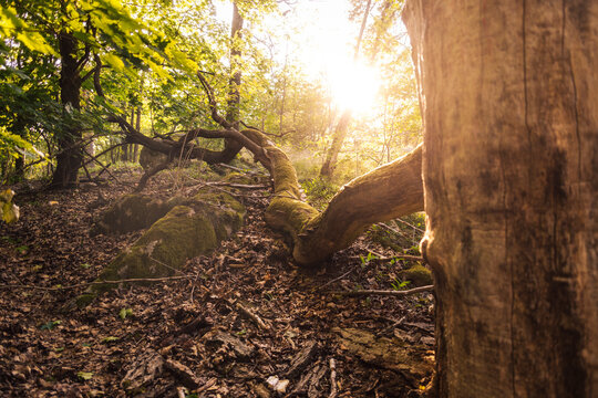 Bright sunlight shining through trees in tranquil forest