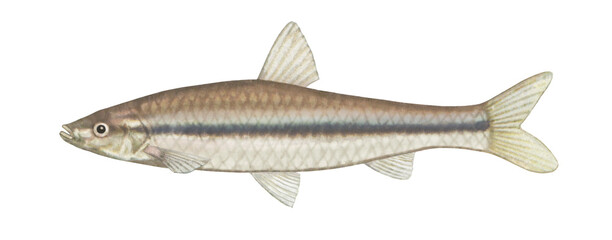 モツゴのイラスト