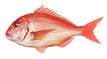 マダイのイラスト