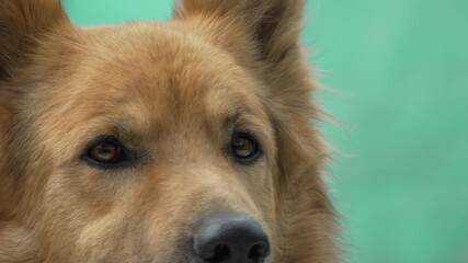 Dog Head Close Up Portrait Animal Green Background