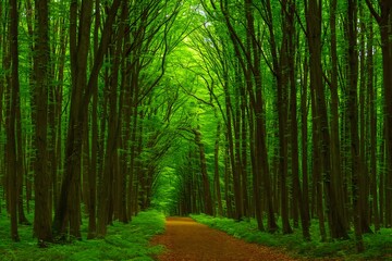 Path Through Lush Beech Forest - Nature Trail