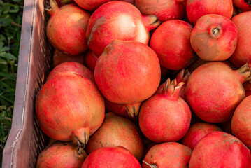 red ripe pomegranates fruit in a container. bright background, pomegranates close up