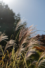 黄金色に輝くススキ