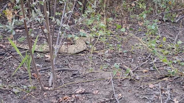 Puff adder at the Kalahari Desert in Botswana