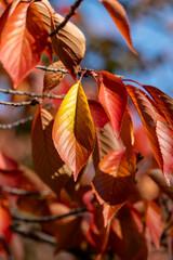 色づく葉