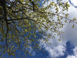 A young maple crown featuring thin branches covered with young fresh spring leaves against the blue sky and big white cloud; a low-angle horizontal photo celebrating new season for natural background.