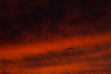 red sky and a gull 3