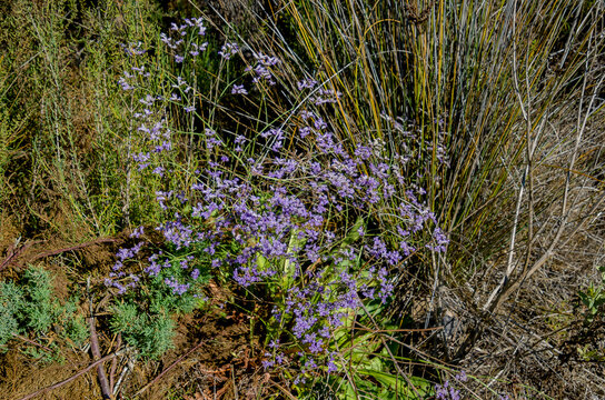 Limonium angustebracteatum, florece de julio a octubre, dando peque&ntilde;as flores pent&aacute;meras, con corola de color viol&aacute;ceo rojizo