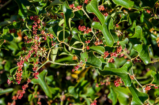 El lentisco (Pistacia lentiscus )es un arbusto ramoso que alcanza el porte de un arbolito