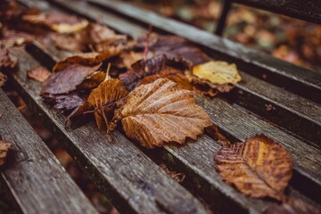 During the soft glow of sunset, autumn leaves lie scattered on a worn wooden surface