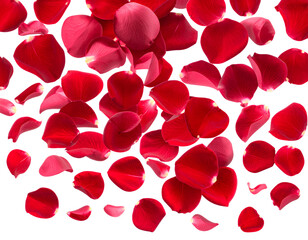 red rose petals background