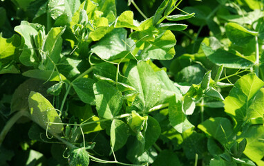 pea leaves and greens grow in the vegetable garden.