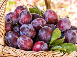 Prune plums in wicker basket close up. Harvest background.