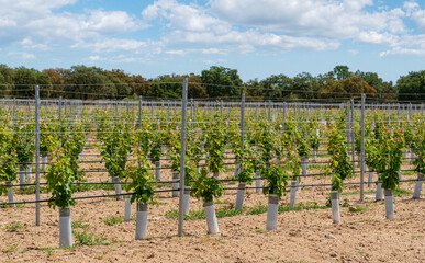 Naklejka premium Young vine bushes are protected from animal intrusion with guard nets.