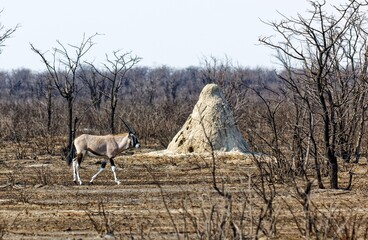 Oryx vor Termitenhaufen