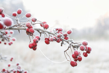 Frosted hawthorn berries in the garden.