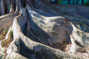 Huge old monumental tree growing at Murillo Gardens, Seville. Moreton Bay Fig or Ficus macrophylla