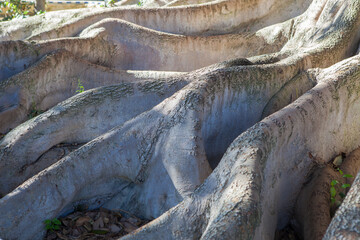 Huge old monumental tree growing at Murillo Gardens, Seville. Moreton Bay Fig or Ficus macrophylla