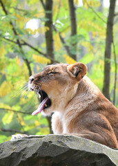 Lioness with wide open mouth