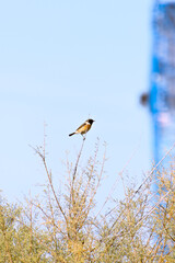 European Stonechat (Saxicola rubicola) Perched on Branch in Natural Habitat
