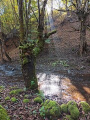 Fototapeta premium Moss in the autumn forest