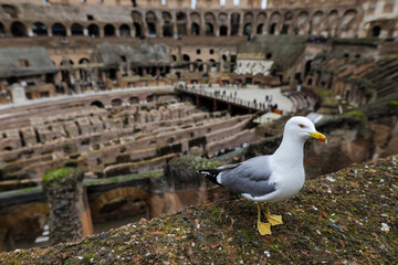 Seagull on the ruins of the ancient Colosseum in Rome
