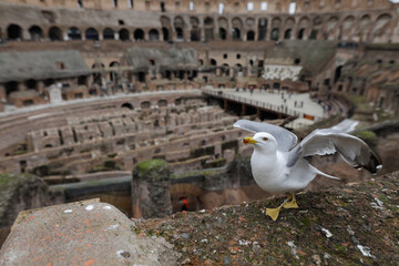 Seagull on the ruins of the ancient Colosseum in Rome