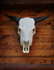 a cow skull
