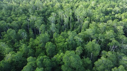 Aerial drone footage of a dense mangrove forest in Papua, Indonesia. Aerial view, moving over the rainforest tree canopy against a backdrop of beautiful greenery in the tropical forest. - Powered by Adobe