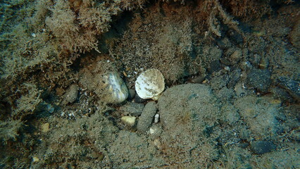 Rough cockle or tuberculate cockle, Moroccan cockle (Acanthocardia tuberculata) shell undersea, Ligurian Sea, Italy, Imperia © Alexey