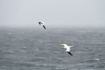 Northern gannets birds