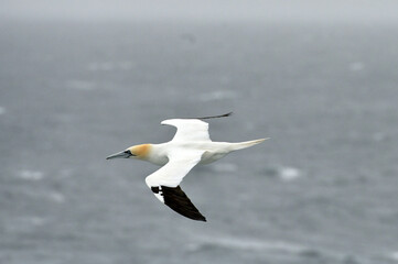 Northern gannet bird